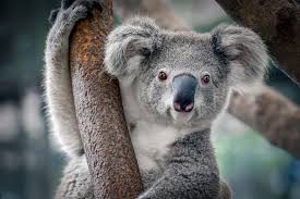 koala_1.jpg