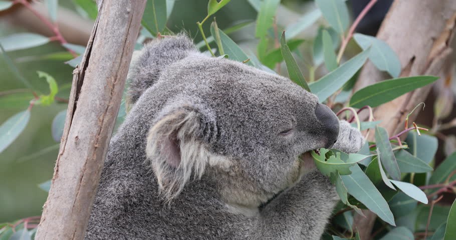koala_6.jpg